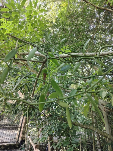 Vanilla planifolia observed 2026-10-18