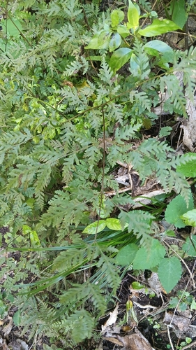 Pteris macilenta observed 2026-10-22