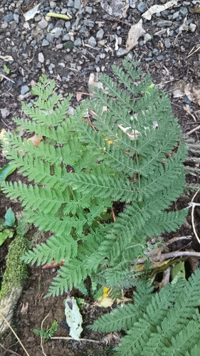 Leptopteris hymenophylloides observed 2026-10-22