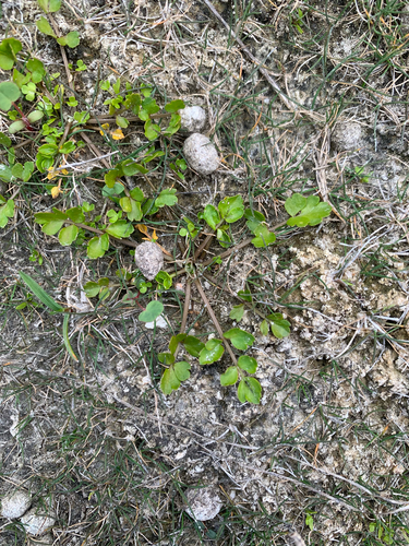 Apium prostratum observed 2026-10-22