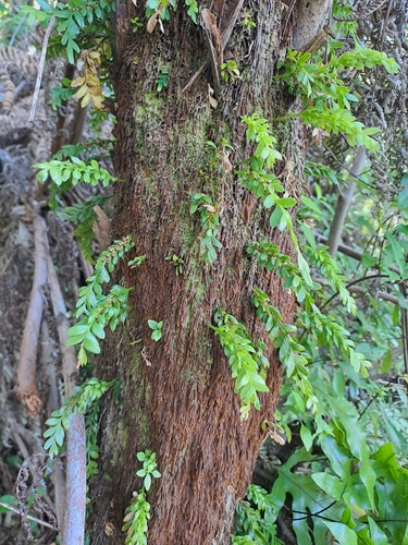 Tmesipteris lanceolata observed 2026-10-22