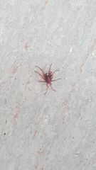Araneae