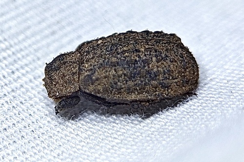 Hide beetle