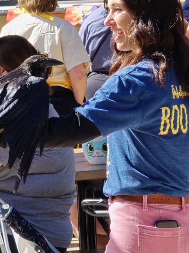 Chihuahuan Raven