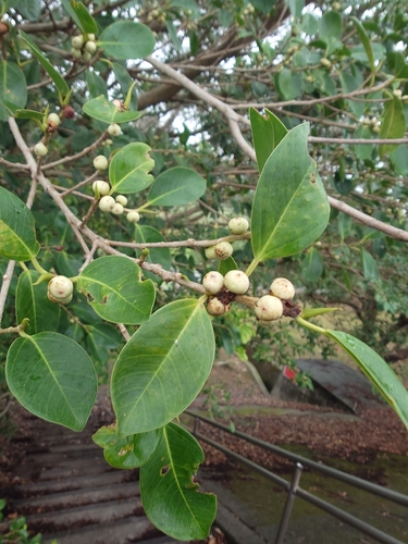 Ficus microcarpa observed 2026-10-22