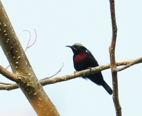 Leptocoma sericea observed 2026-10-22