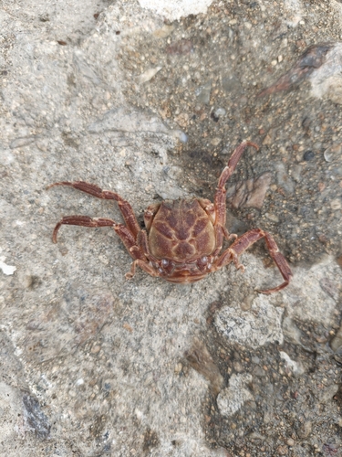 Paradorippe granulata observed 2026-10-20