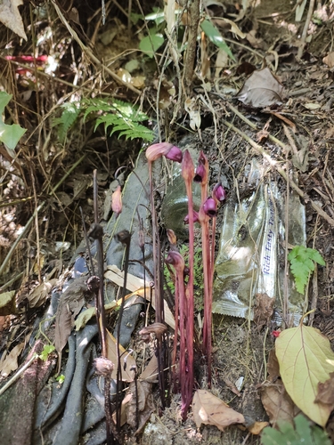 Aeginetia indica observed 2026-10-22