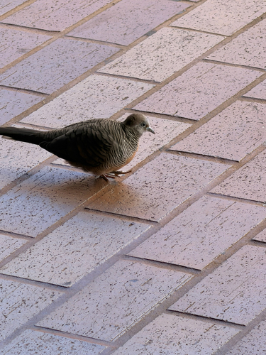 iNaturalist image