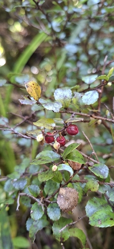 Gaultheria antipoda observed 2026-10-22