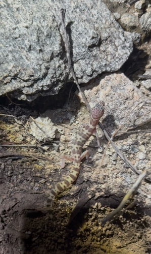 Coleonyx variegatus observed 2026-10-21