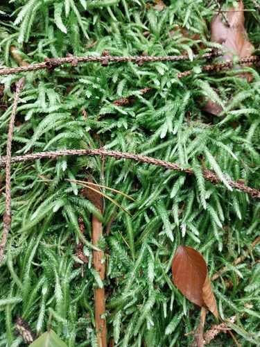 Plagiothecium undulatum observed 2026-10-21