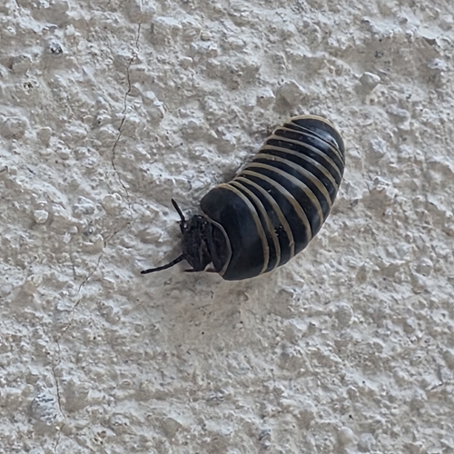 Common Pill Millipede