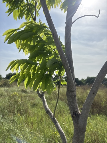 Sapindus mukorossi observed 2026-10-22