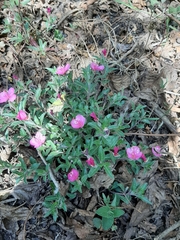 Oenothera deserticola