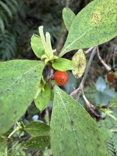 Coprosma foetidissima observed 2026-10-22