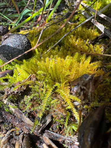 Racopilum cuspidigerum observed 2026-10-22