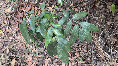 Swietenia macrophylla observed 2026-10-22