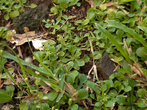 Erigeron bellioides observed 2026-10-21