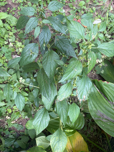 Acalypha indica observed 2026-10-22