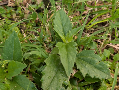 Tridax procumbens observed 2026-10-21