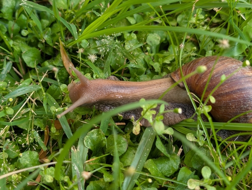 Lissachatina fulica observed 2026-10-21