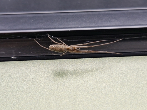 Tetragnatha nitens