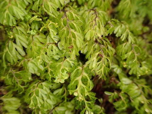 Hymenophyllum tunbrigense observed 2026-10-21