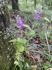 Streptanthus squamiformis