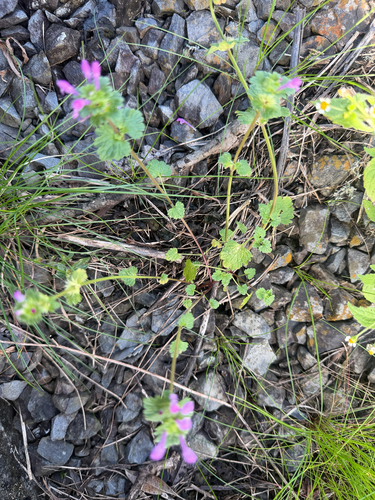 henbit deadnettle photograph by the iNaturalist community