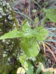 Streptanthus squamiformis