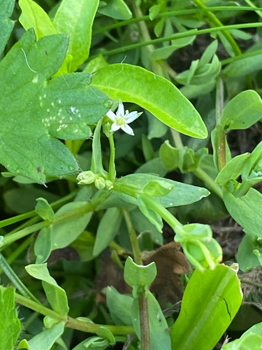 Stellaria alsine observed 2026-10-22
