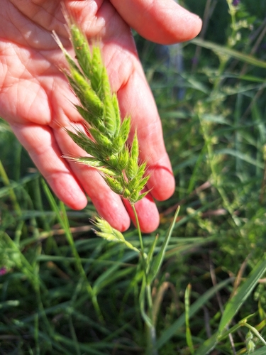 Bromus hordeaceus observed 2026-10-22