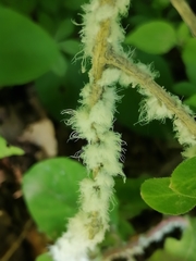 Prociphilus xylostei