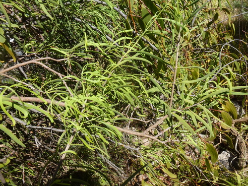 Lysiana exocarpi observed 2026-10-08