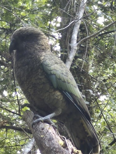 Nestor notabilis observed 2026-10-22