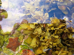 Sargassum incisifolium
