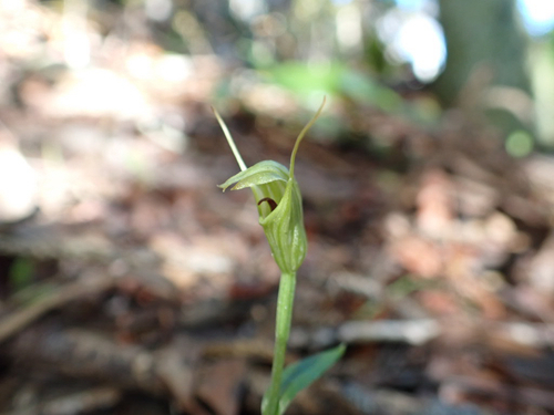 Pterostylis trullifolia observed 2026-10-22
