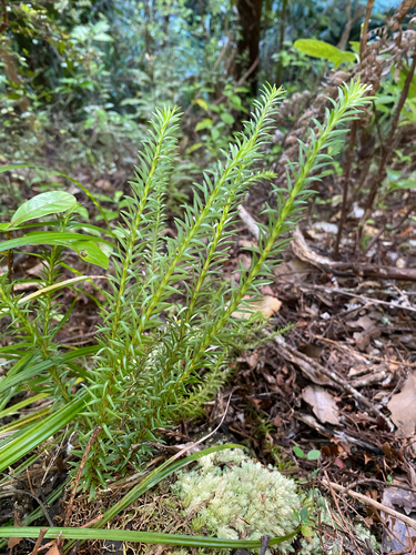 Phlegmariurus varius observed 2026-10-22