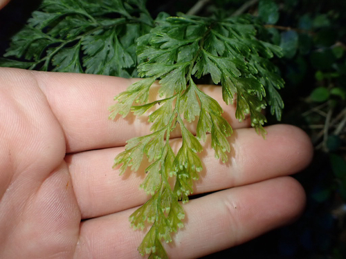 Hymenophyllum demissum observed 2026-10-22