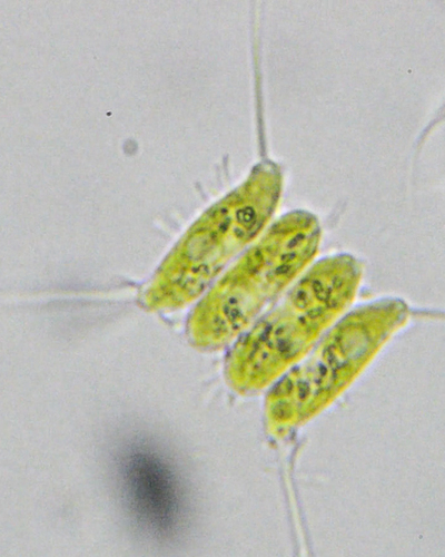 Scenedesmus observed 2026-10-22