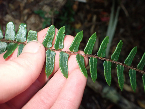Pellaea rotundifolia observed 2026-10-22