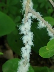 Prociphilus xylostei