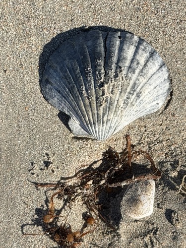 Pecten fumatus, 2026-10-22