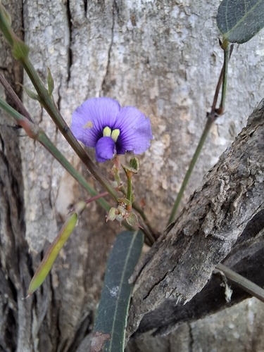 Hardenbergia violacea observed 2026-10-22