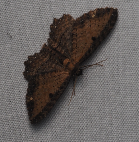 Hydriomena, 2026-10-21