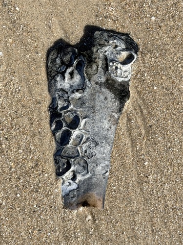 Ostrea angasi, 2026-10-22