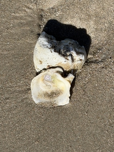 Ostrea angasi, 2026-10-22