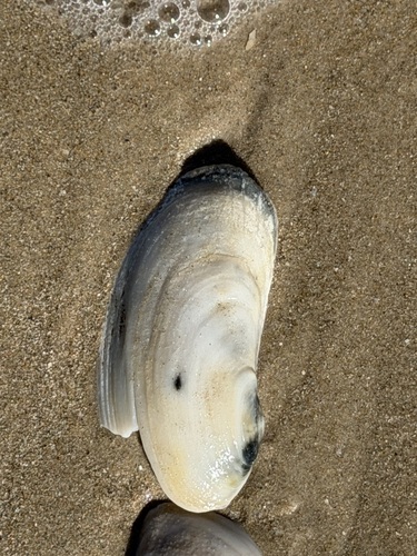 Lutraria rhynchaena observed 2026-10-22