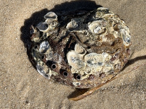 Ostrea angasi observed 2026-10-22
